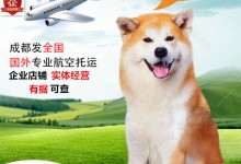 航空宠物单独托运