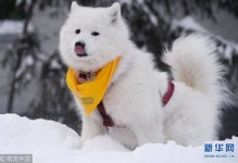 雪橇狗图片