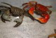 宠物螃蟹饲养注意什么-养宠物螃蟹需要什么条件和场所