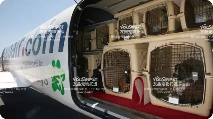 北京宠物空运-北京宠物物流托运