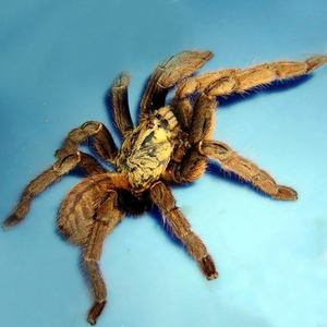 蜘蛛宠物系统-蜘蛛 系统进化小说