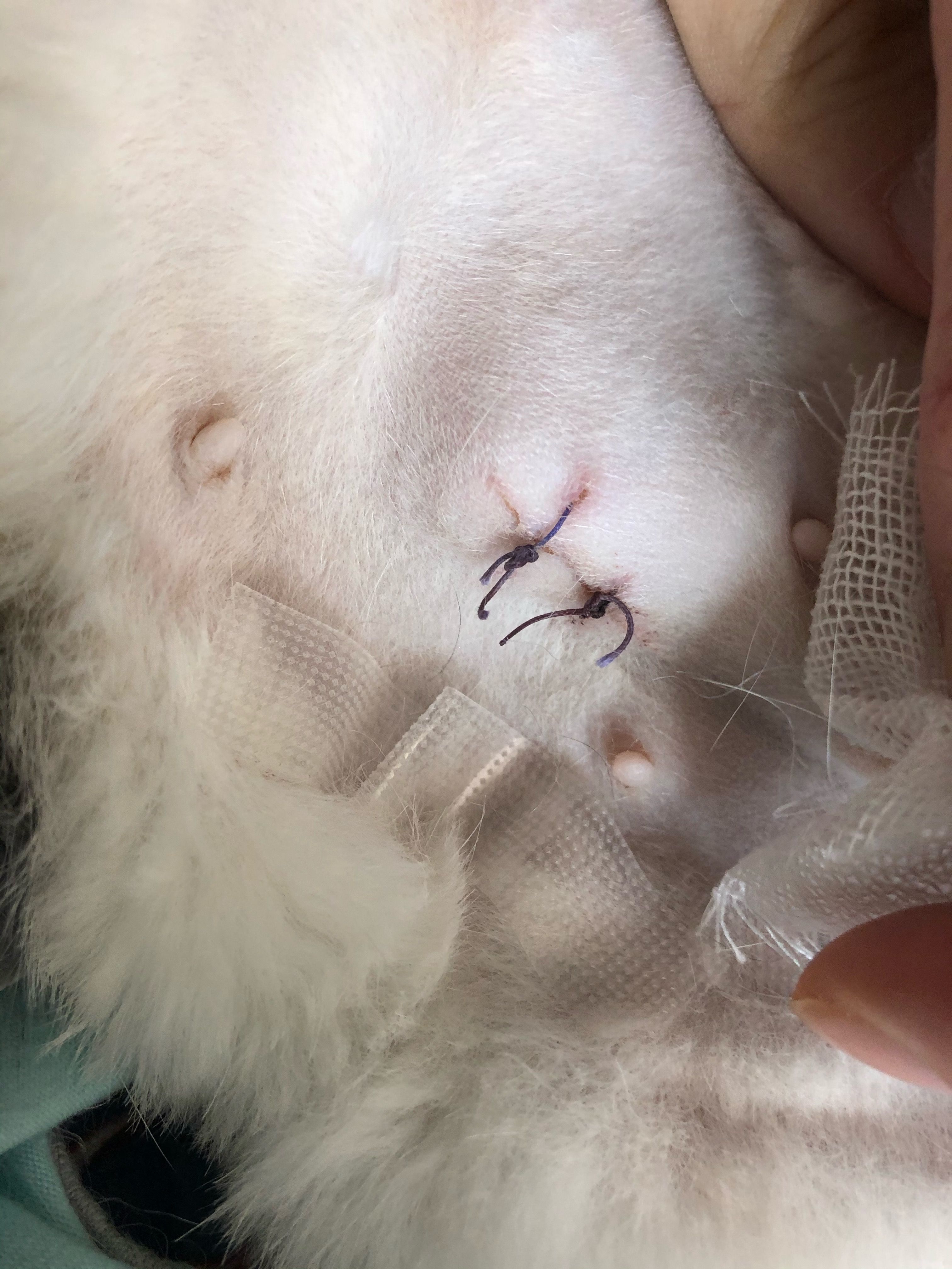 宠物手术后-宠物手术后喷的银色是什么