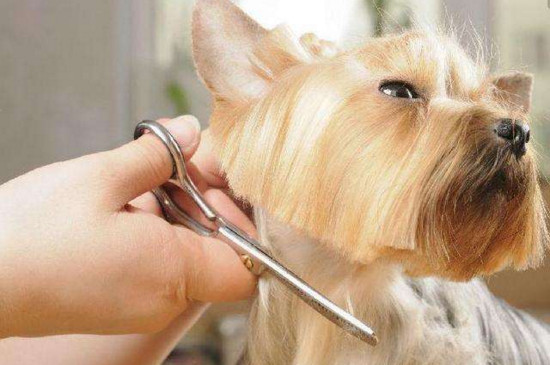 宠物剪使用方法-宠物剪怎么用图解