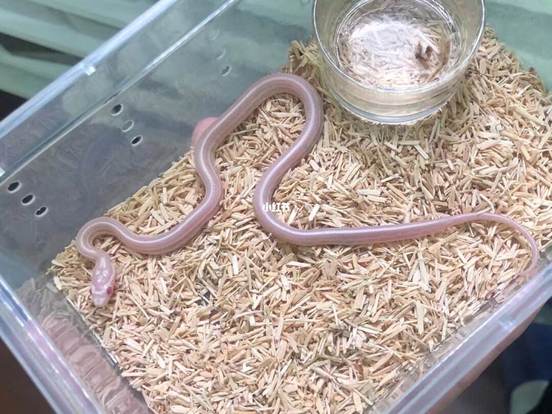 宠物蛇玉米-宠物蛇玉米蛇