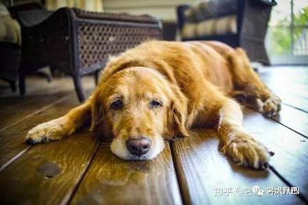宠物狗脑炎怎么治疗-宠物狗比熊得脑炎救治的办法