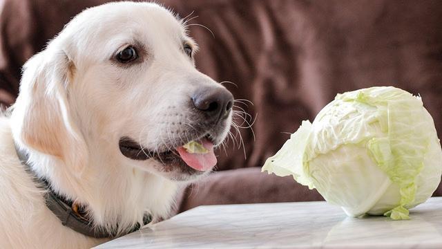 狗狗的食物-狗狗的食物要放盐吗