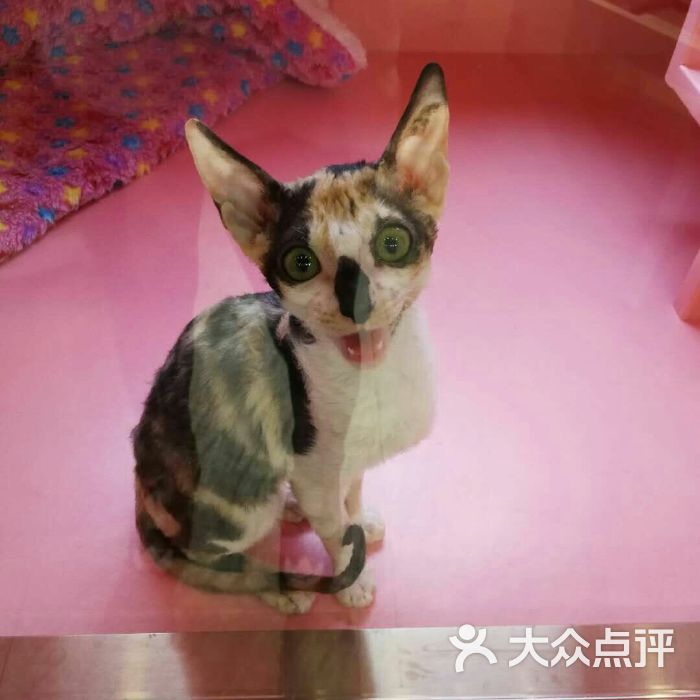 杭州猫宠物店-杭州宠物店猫咪价格