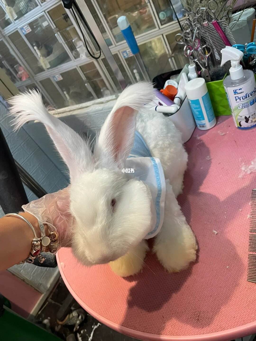 宠物店给兔子洗澡吗-宠物店洗兔子对兔子好不好