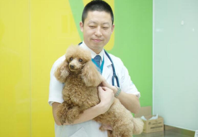 北京宠物医师助理-北京宠物医师助理招聘