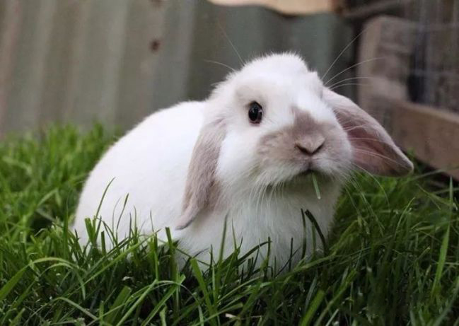 宠物名字兔子-宠物名字兔子怎么取