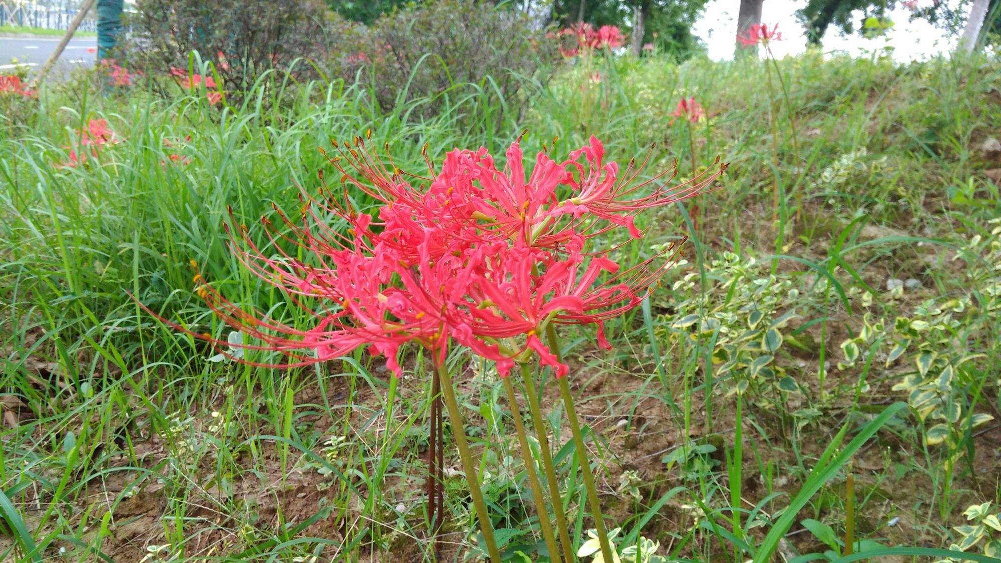 龙爪花图片-龙爪花图片大全大图