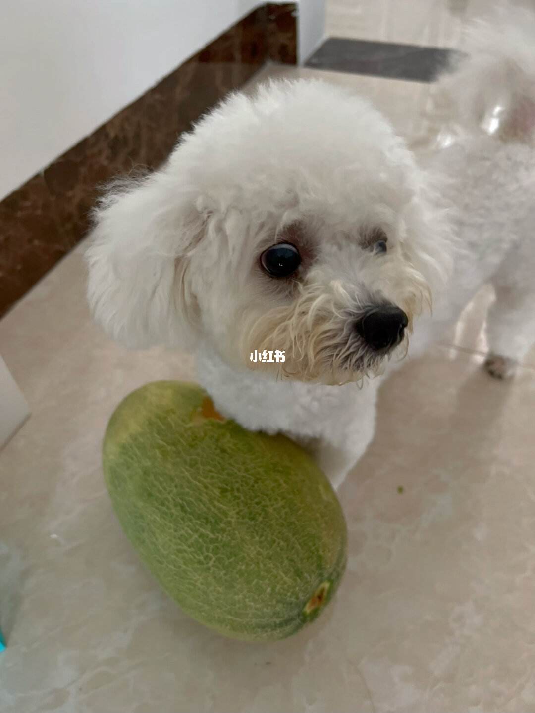 狗能不能吃哈密瓜