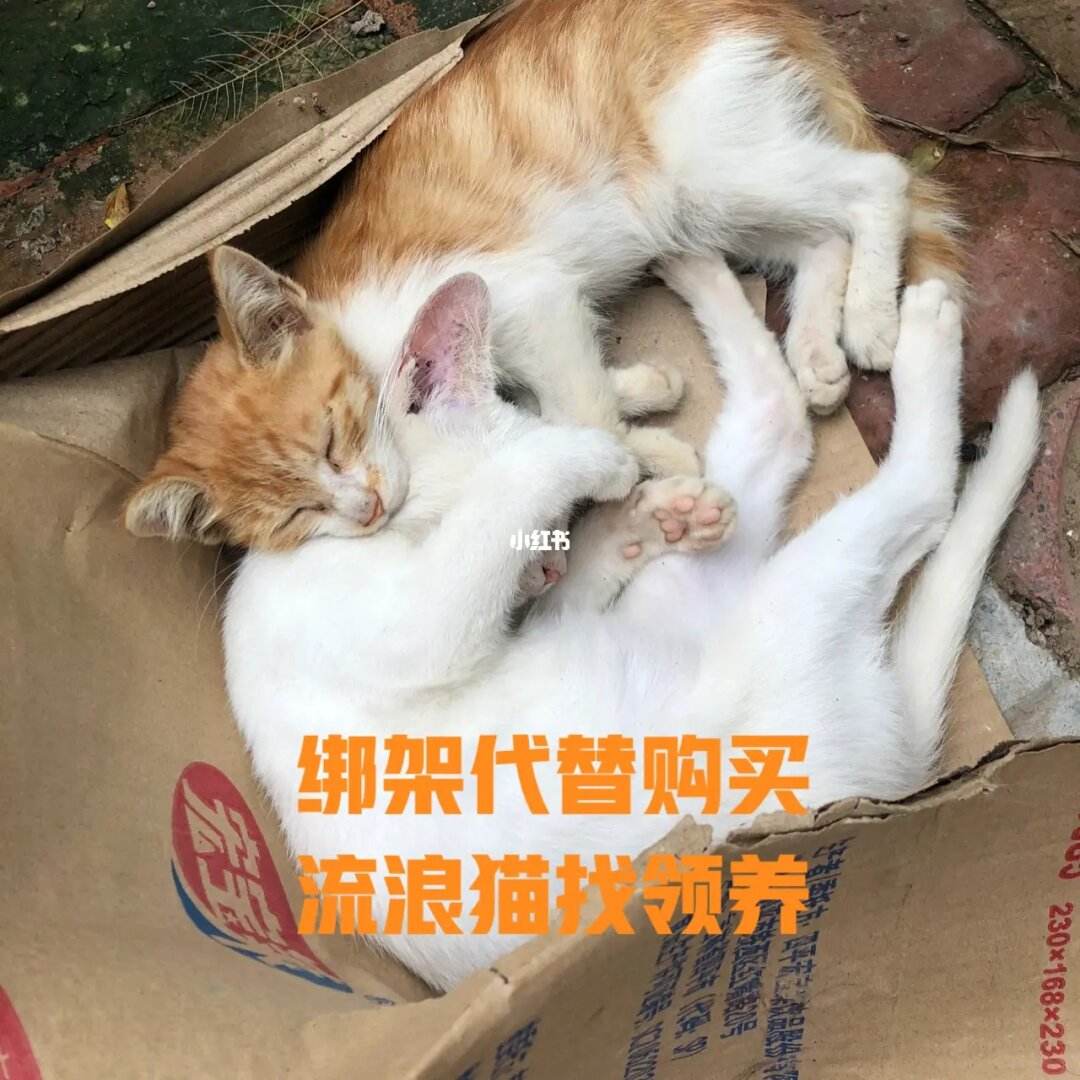 天津市宠物领养中心