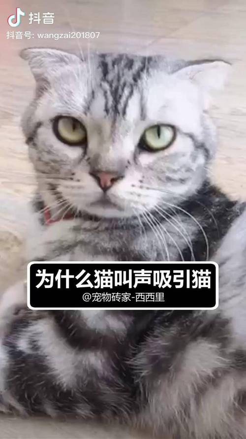 吸引猫的叫声