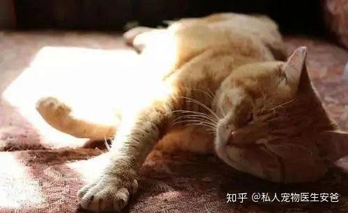 猫咪不舒服的表现