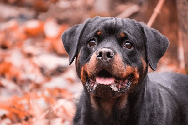 犬窝咳能自愈吗