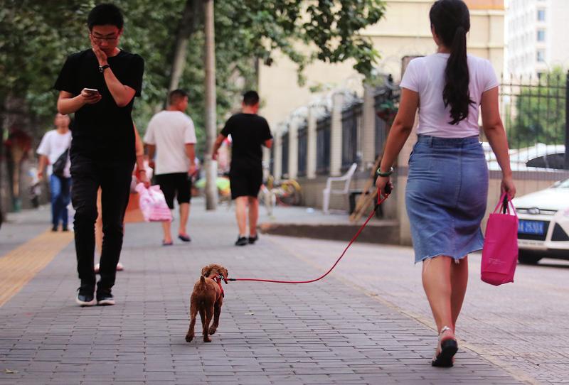 西安禁养犬-西安禁养犬种2022