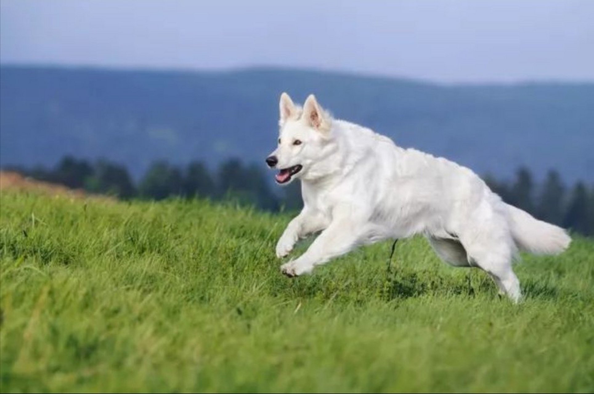 白色德国牧羊犬