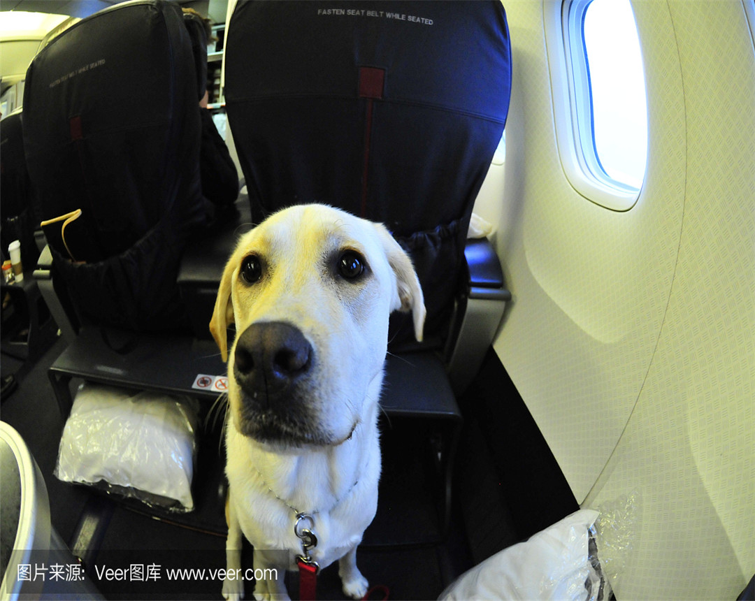 坐飞机能不能带宠物狗-乘坐飞机可以带宠物狗吗