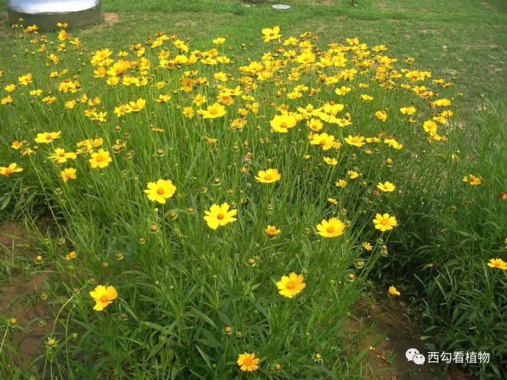 大花金鸡菊-大花金鸡菊什么时候播种