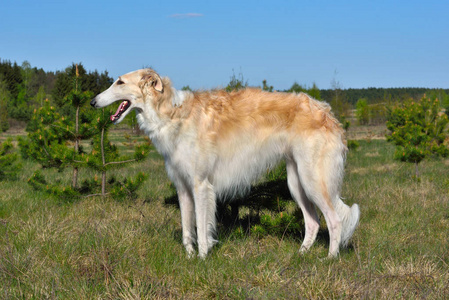 俄罗斯狼犬-俄罗斯狼犬价格