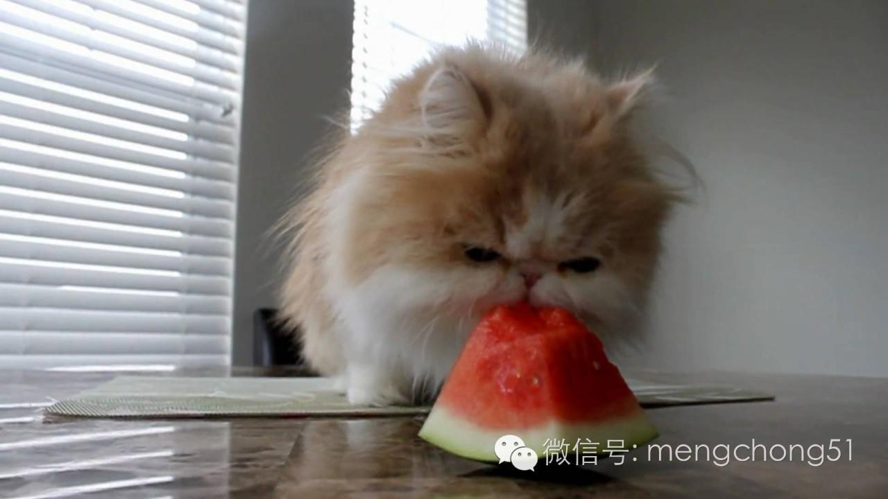 猫吃什么水果