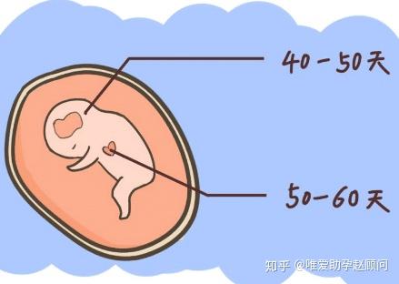 怀孕多久出生-试管婴儿怀孕多久出生