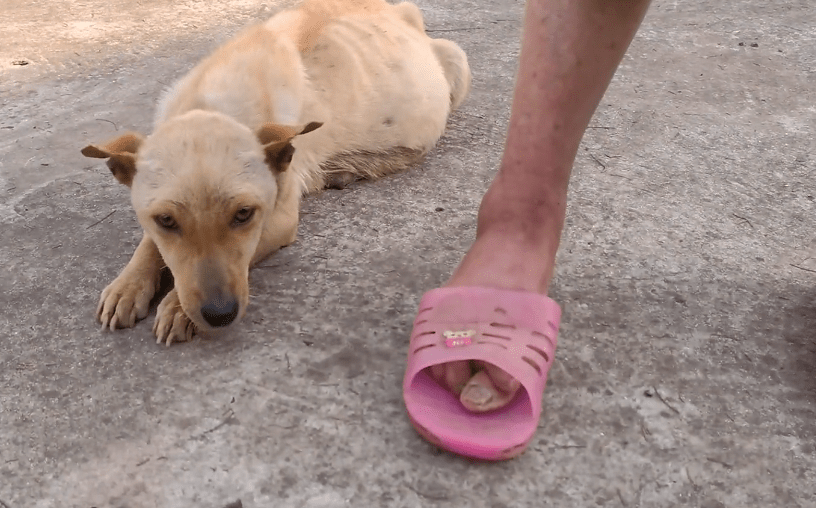 宠物犬腹水