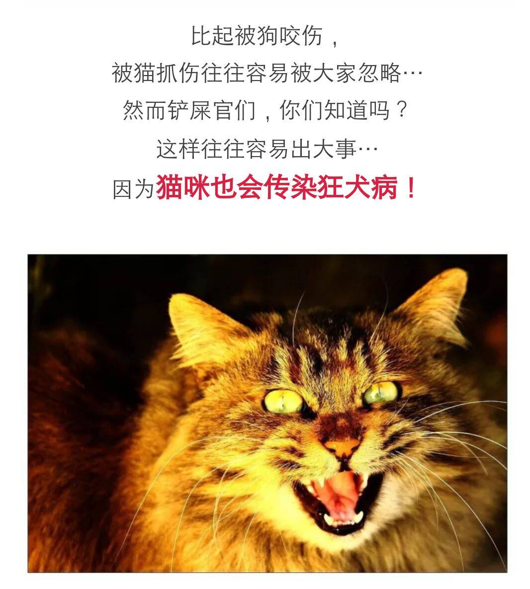 猫狂犬病症状