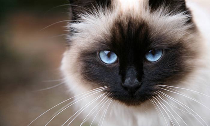 bluecats宠物