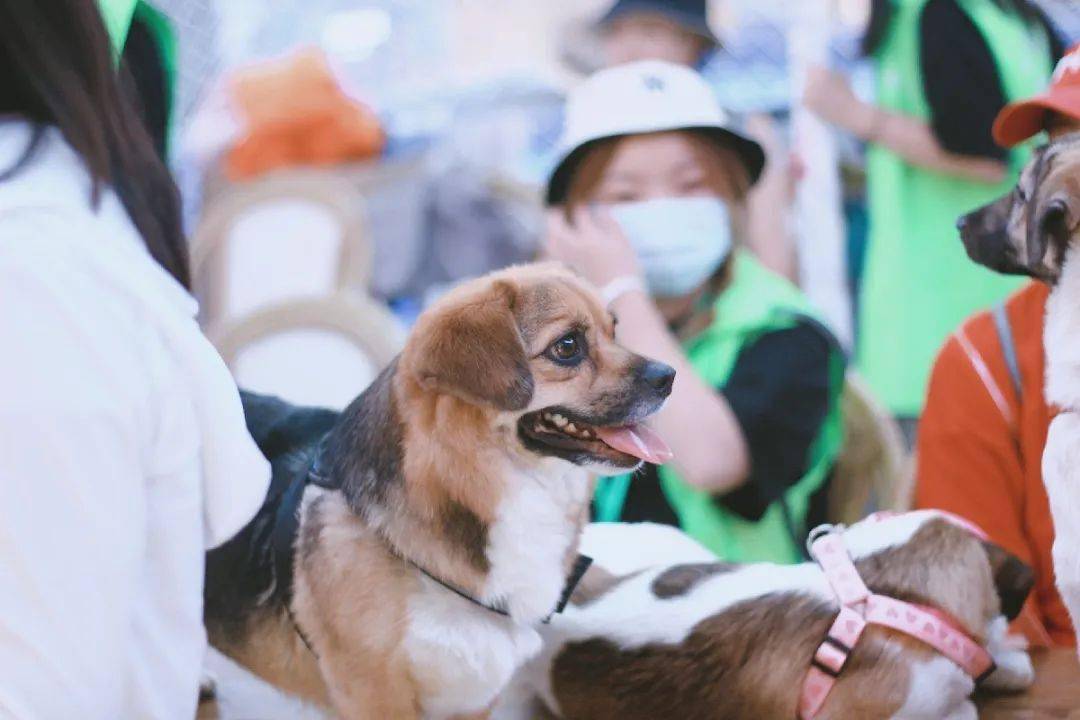 锦州哪有宠物领养-锦州市宠物寄养电话