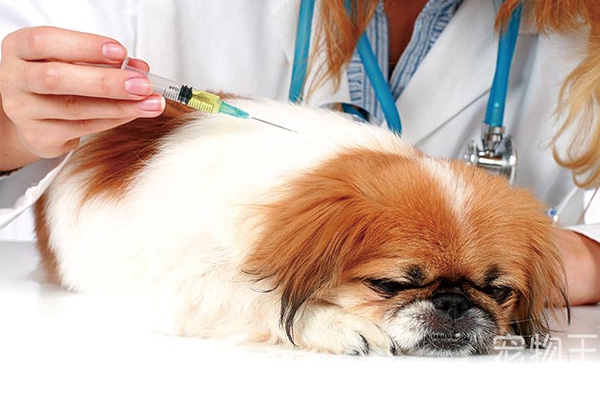 宠物狗打疫苗多少钱-宠物狗打预防针要多少钱