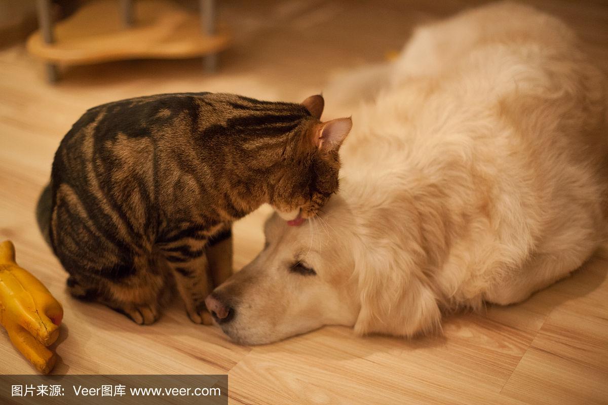 宠物狗亲宠物猫-宠物狗亲宠物猫会怎么样