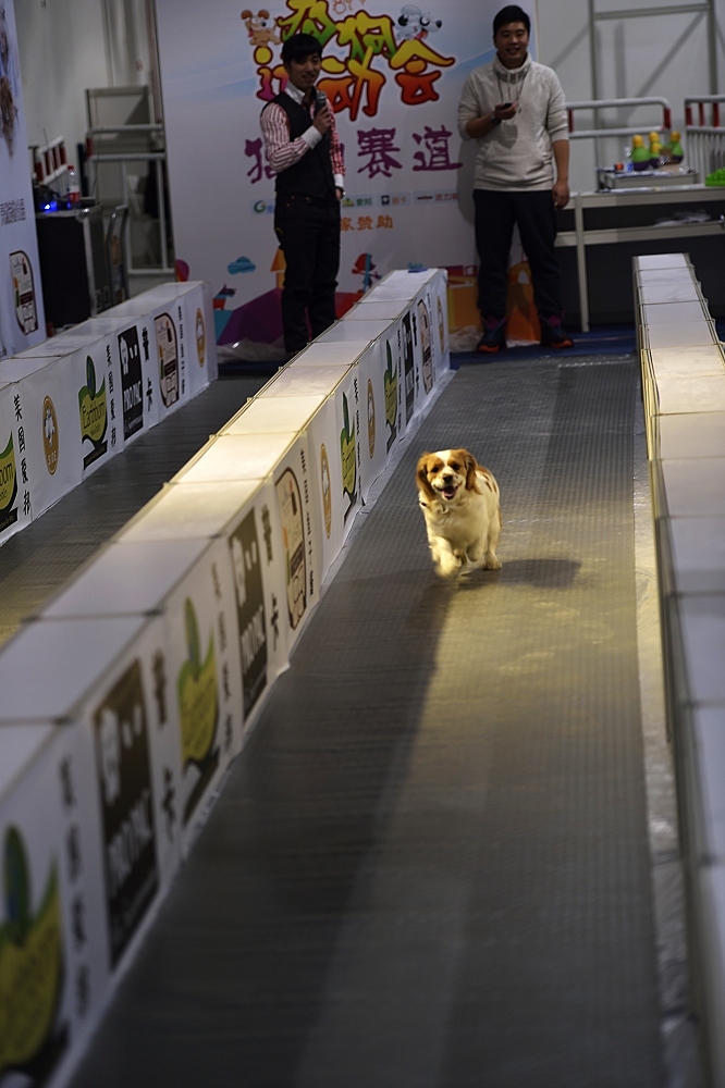 上海宠物犬博览会