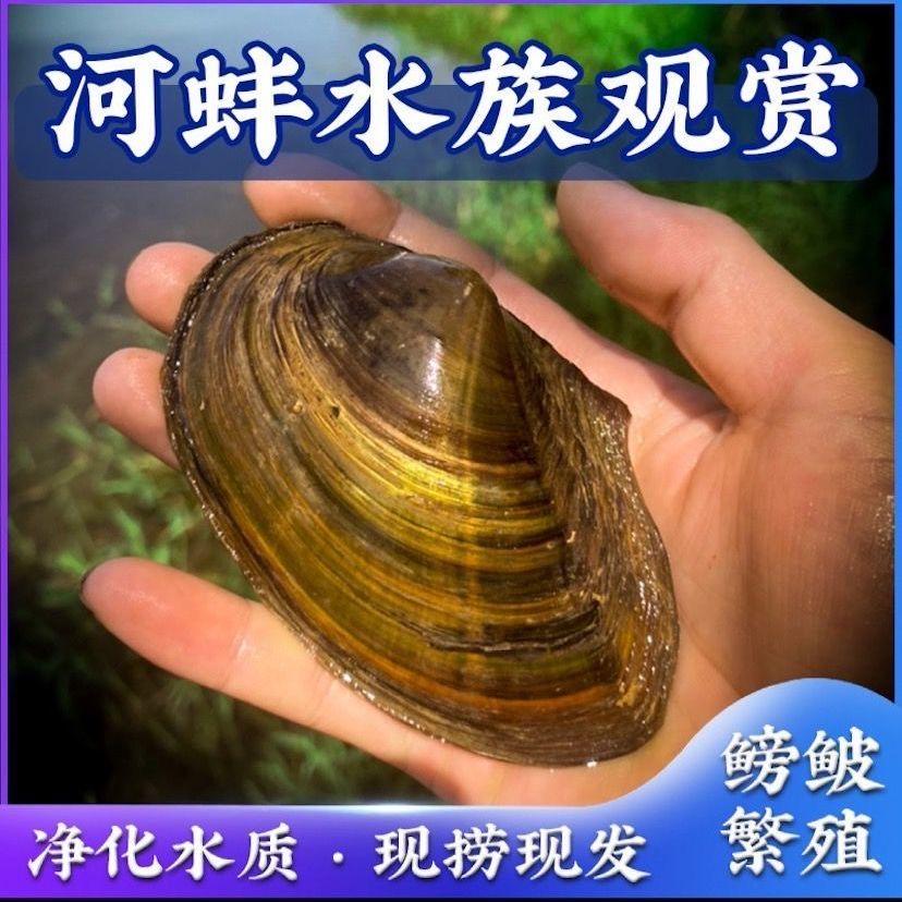 河蚌吃鱼屎吗