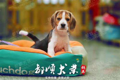 广州哪有宠物狗市场-广州宠物市场在哪个地方