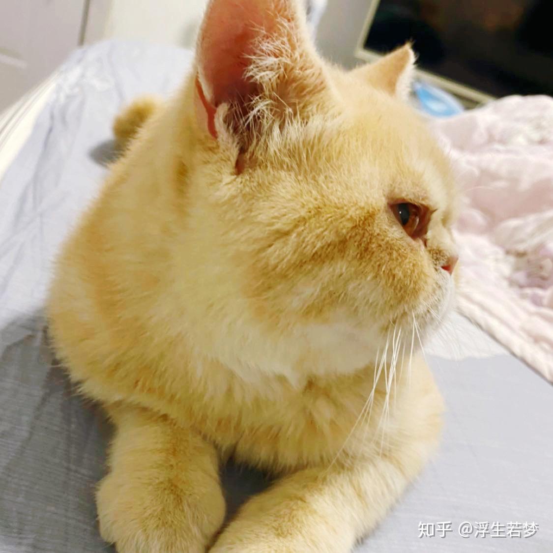 猫能吃鸡胸肉吗