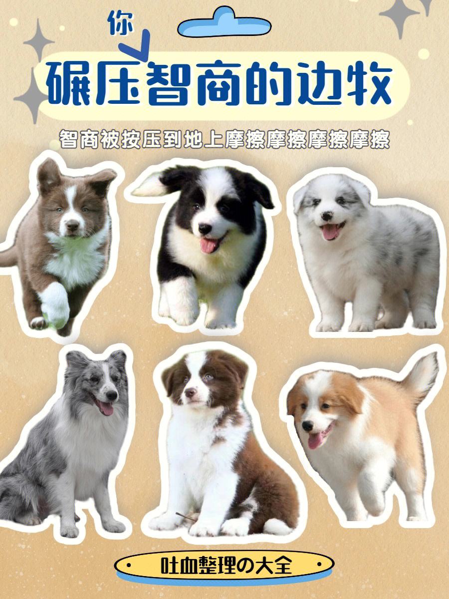 宠物犬智商排行榜