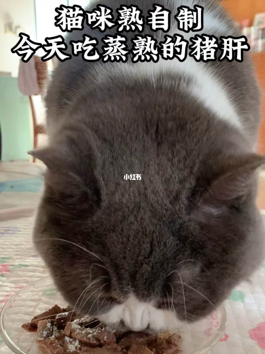 宠物狗能吃猪肝吗