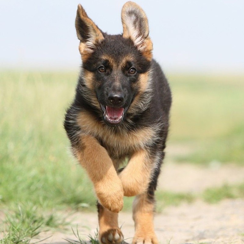 德牧幼犬图片