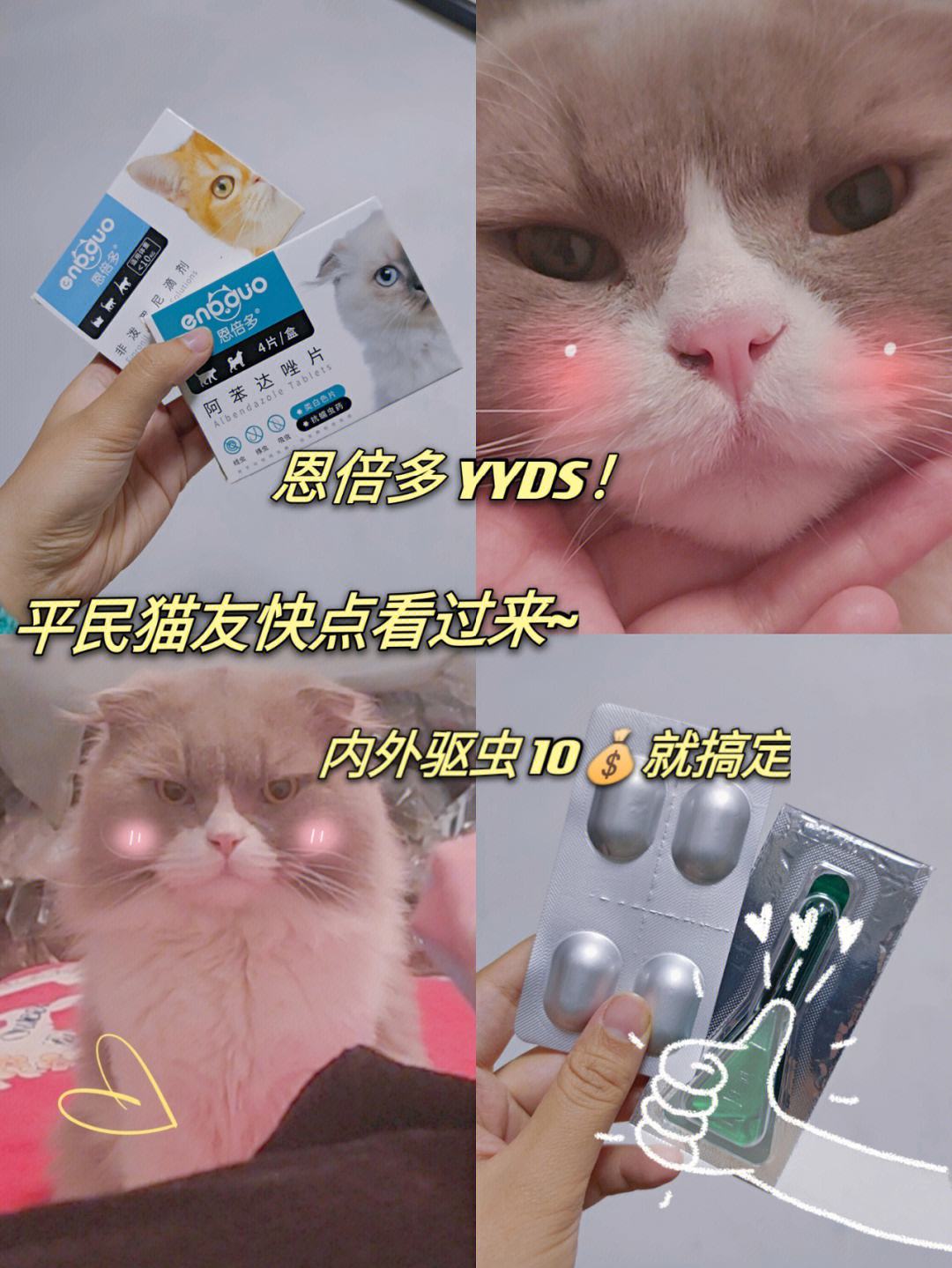 宠物店猫咪驱虫多少钱-宠物店猫咪驱虫一般多少钱