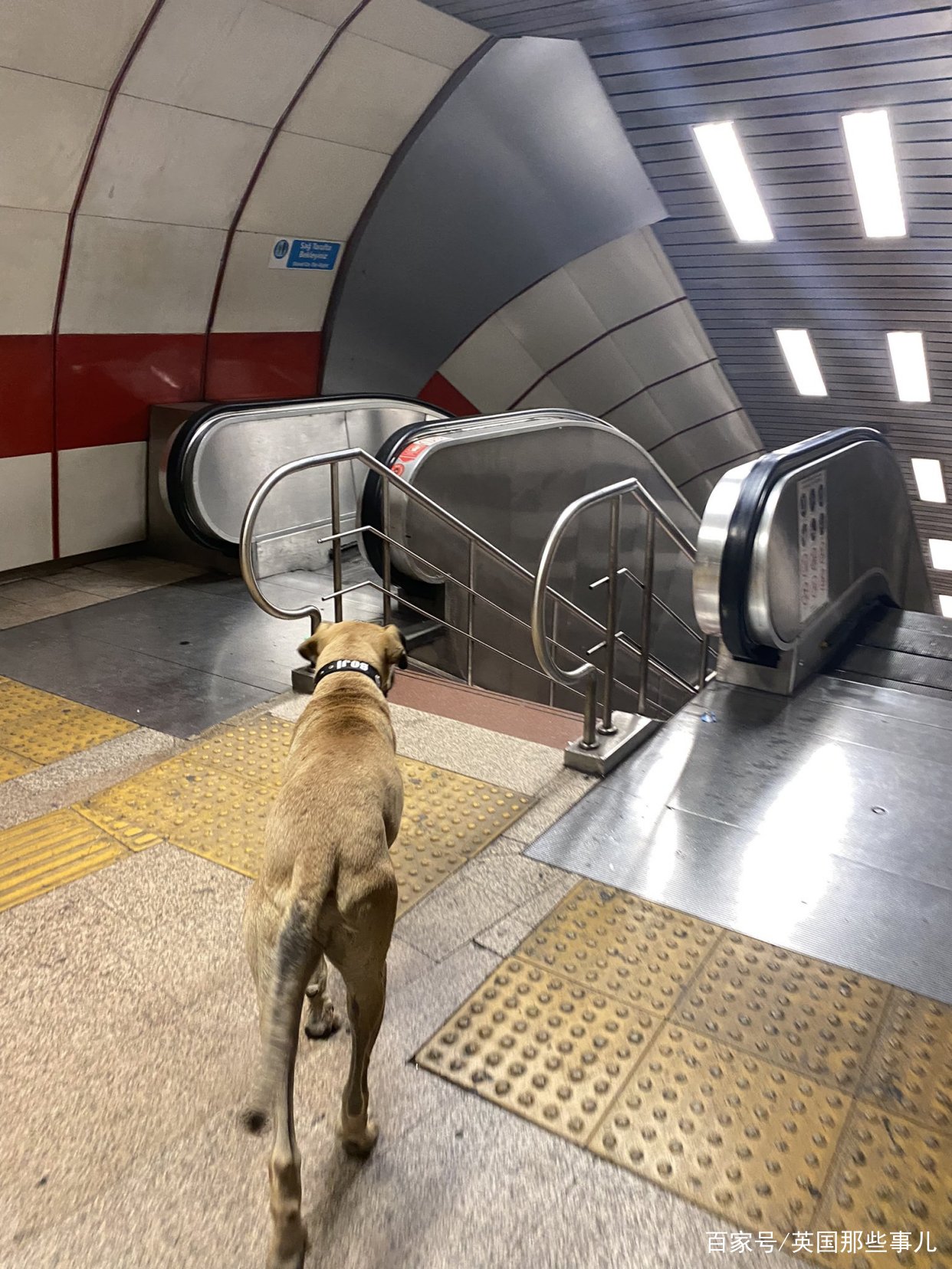 带宠物去土耳其