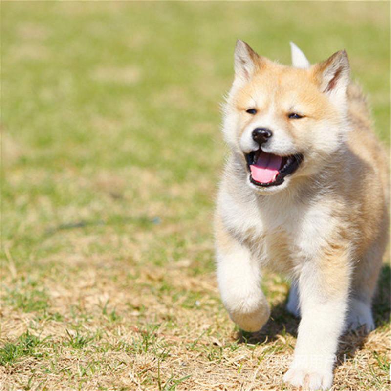 秋田犬基地