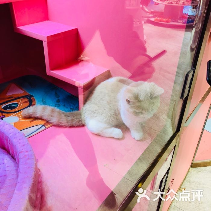 猫咪宠物店图片-猫咪宠物店图片卡通