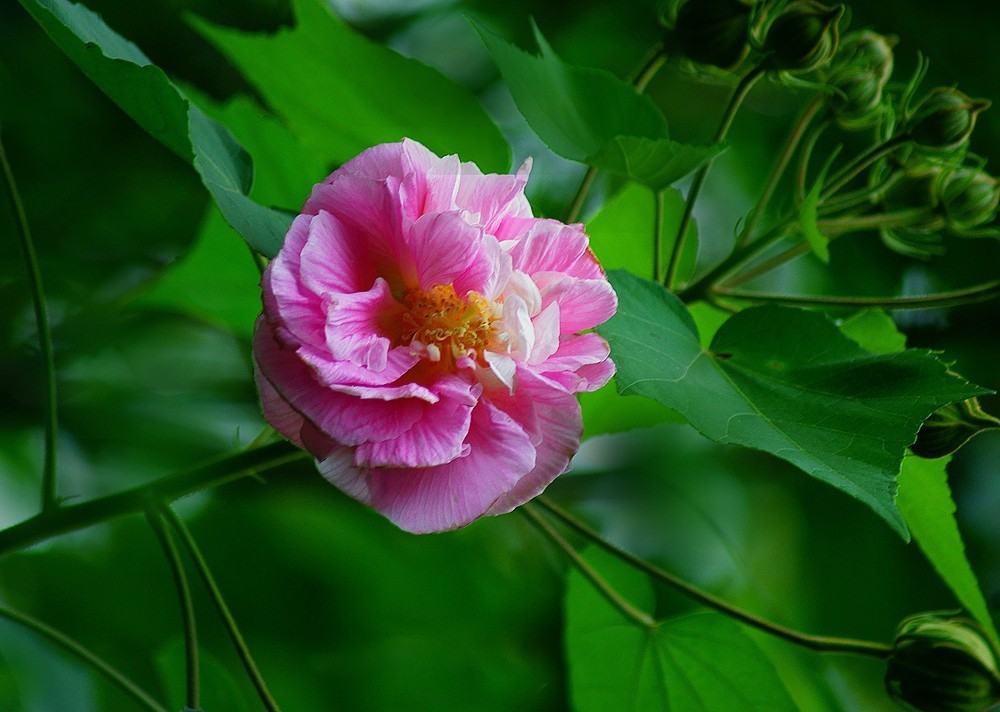 木芙蓉图片-木芙蓉图片与功效作用