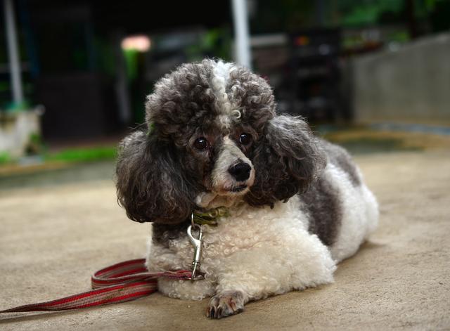 小型宠物犬品种大全-小型宠物犬的品种大全