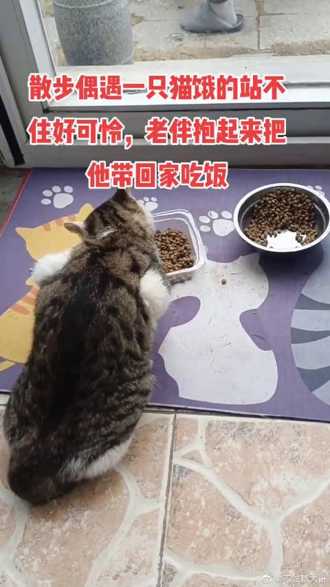 猫能饿几天
