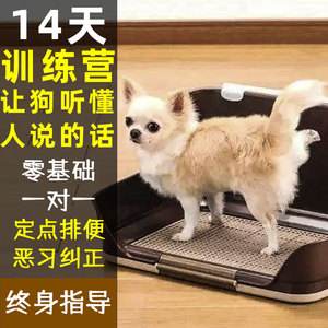 宠物篇训犬-训犬基本教程