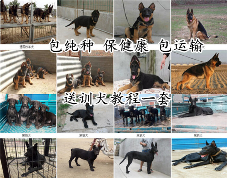 中国宠物狗养殖基地-中国宠物狗养殖基地地址