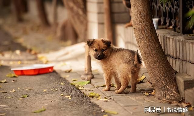 包含宠物狗死后如何处理的词条